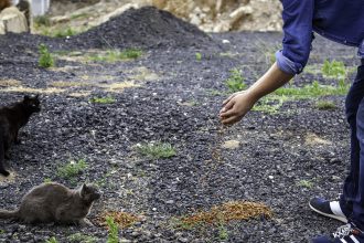 gripa aviara este letala pentru pisici cercetatorii semnaleaza riscul de transmitere la oameni si iau in calcul o posibila pandemie 68296c5a09d99