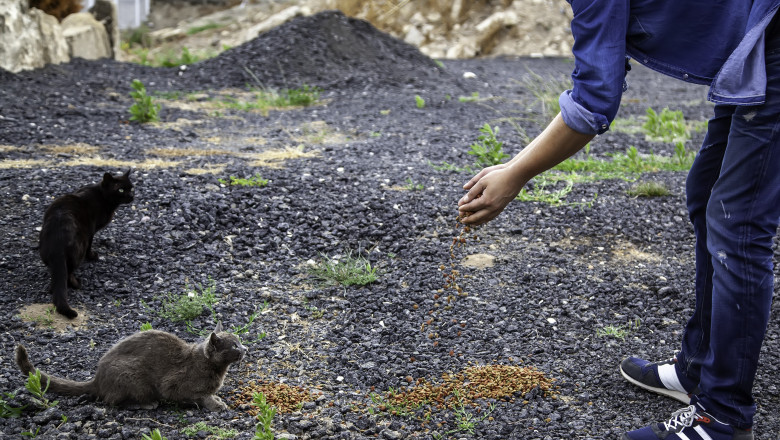 gripa aviara este letala pentru pisici cercetatorii semnaleaza riscul de transmitere la oameni si iau in calcul o posibila pandemie 68296c5a09d99