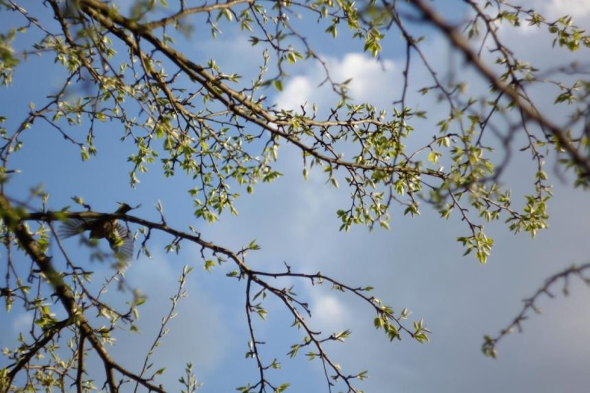 meteorologii au prelungit informarea de racire a vremii precipitatii si vant pana pe 17 mai 6826f908c7728