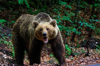 o femeie a fost muscata de urs pe transfagarasan a fost emis mesaj ro alert 6836fc96d43a0