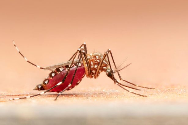 oamenii de stiinta spun ca au gasit o modalitate de tratare a tantarilor contra malariei 682ff375581dd