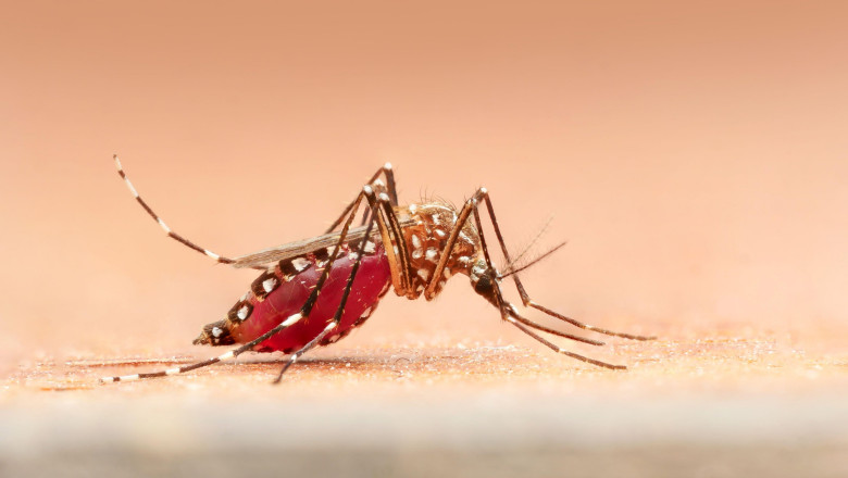 oamenii de stiinta spun ca au gasit o modalitate de tratare a tantarilor contra malariei 682ff375581dd