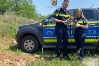 politia olt controale pentru protectia animalelor 68270261deb3d