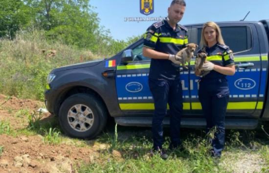politia olt controale pentru protectia animalelor 68270261deb3d