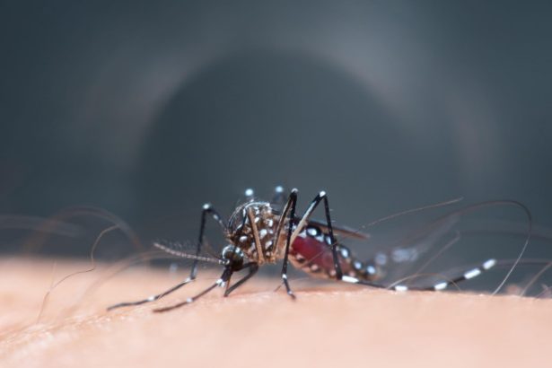 schimbarile climatice favorizeaza aparitia unor focare de boli tropicale in europa anumite maladii ar putea creste de cinci ori 6826f5fa17a1a