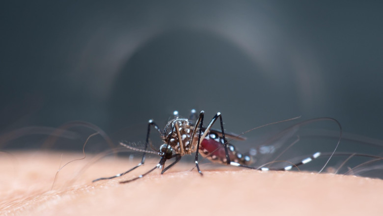 schimbarile climatice favorizeaza aparitia unor focare de boli tropicale in europa anumite maladii ar putea creste de cinci ori 6826f5fa17a1a