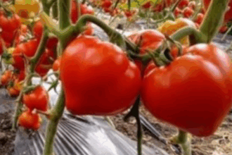 secretul murdar al rosiilor cu mot cat de mare este riscul ca tuguiatele sa fie burdusite cu chimicale giulia anghelescu la spital din cauza rosiilor 683aa14f25b8f