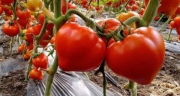 secretul murdar al rosiilor cu mot cat de mare este riscul ca tuguiatele sa fie burdusite cu chimicale giulia anghelescu la spital din cauza rosiilor 683aa14f25b8f