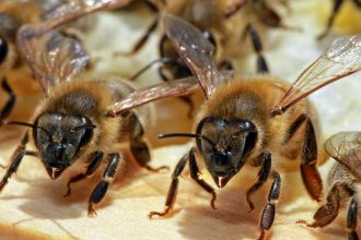 supravietuirea albinelor amenintata de razboaie si poluare potrivit unui raport romania mentionata negativ 682d7976070af