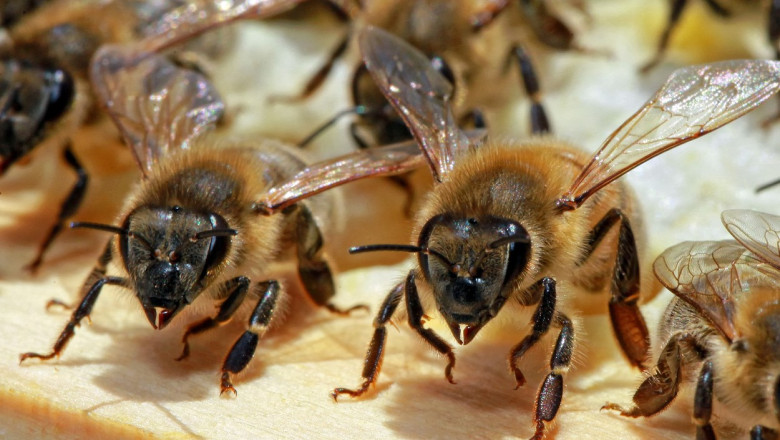 supravietuirea albinelor amenintata de razboaie si poluare potrivit unui raport romania mentionata negativ 682d7976070af