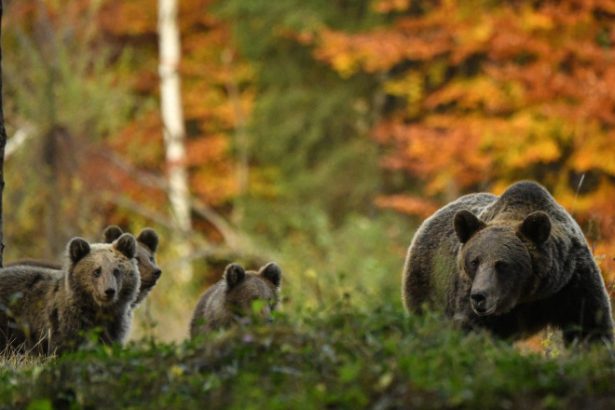 tot mai multi ursi pe strazi 20 de mesaje ro alert au fost transmise doar in luna mai pentru a avertiza populatia 682c70ac01ad9