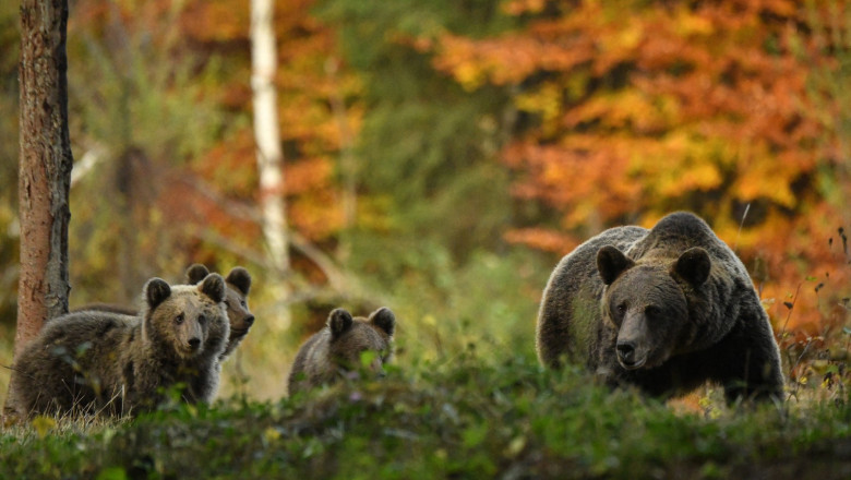 tot mai multi ursi pe strazi 20 de mesaje ro alert au fost transmise doar in luna mai pentru a avertiza populatia 682c70ac01ad9