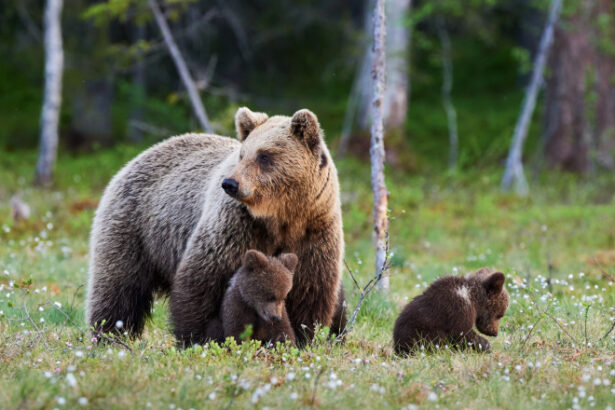 un urs a fost vazut in orasul medias locuitorii alertati prin ro alert 683acdea215f7