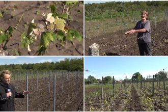 video culturile viticole distruse de grindina cum arata plantatiile de vita de vie dupa ploaia cu gheata care a lovit sudul romaniei 6837f891777ef