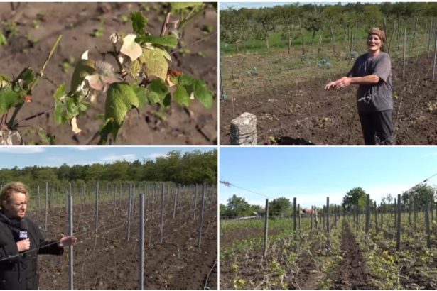video culturile viticole distruse de grindina cum arata plantatiile de vita de vie dupa ploaia cu gheata care a lovit sudul romaniei 6837f891777ef