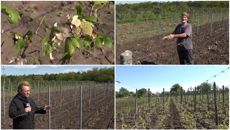 video culturile viticole distruse de grindina cum arata plantatiile de vita de vie dupa ploaia cu gheata care a lovit sudul romaniei 6837f891777ef
