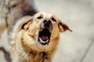 video incident grav in cluj un tanar a fost atacat de doi caini agresivi in timp ce isi plimba animalul de companie 68341de3f0d25