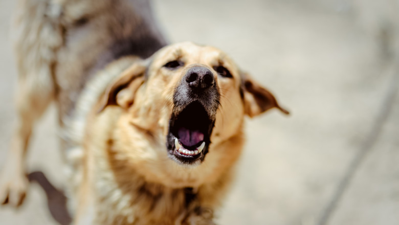 video incident grav in cluj un tanar a fost atacat de doi caini agresivi in timp ce isi plimba animalul de companie 68341de3f0d25