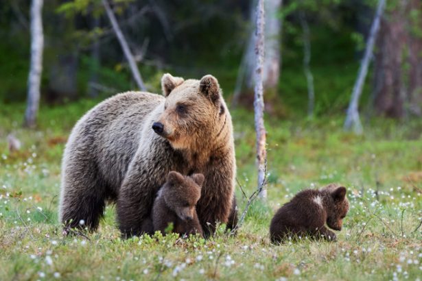 video o ursoaica si doi pui care au bagat spaima in turistii din poiana brasov prinsi si relocati va dati seama ca sunt mult mai multi 6835397bcad15