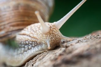 video sunt cu sutele nu doar unu doi invazie de melci dupa ploaie oameni disperati dupa ce s au trezit cu gradinile distruse 683168139f259