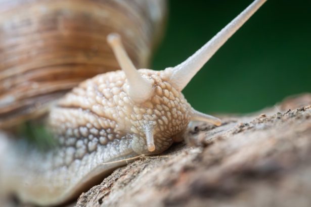 video sunt cu sutele nu doar unu doi invazie de melci dupa ploaie oameni disperati dupa ce s au trezit cu gradinile distruse 683168139f259