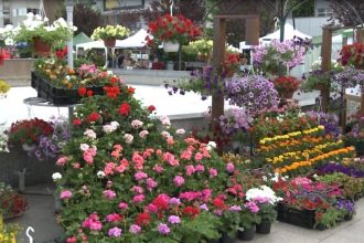 week end plin de culoare si mireasma la slatina 682f045b04a8f