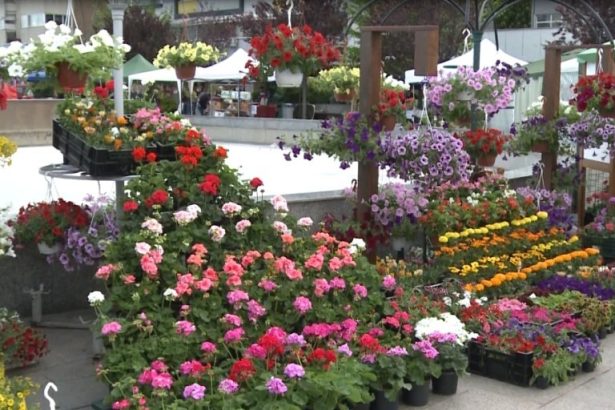 week end plin de culoare si mireasma la slatina 682f045b04a8f