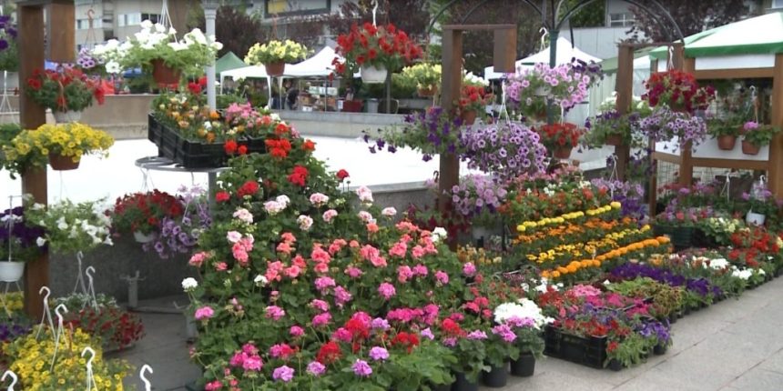 week end plin de culoare si mireasma la slatina 682f045b04a8f