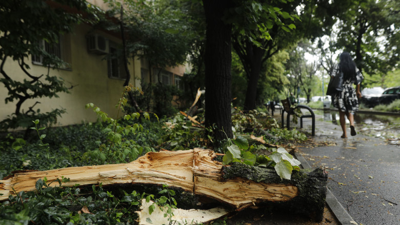 cati copaci a doborat furtuna de luni din bucuresti 6847eedbdf6f6
