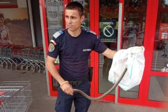 draganesti olt sarpe intr un carucior de cumparaturi 6862a46b64d9c