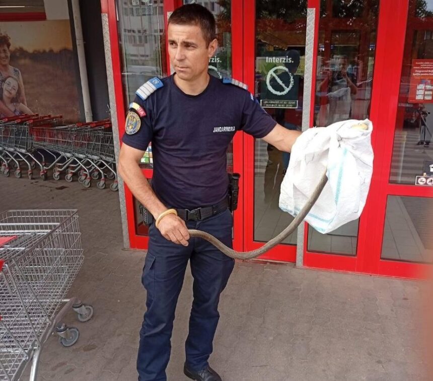 draganesti olt sarpe intr un carucior de cumparaturi 6862a46b64d9c