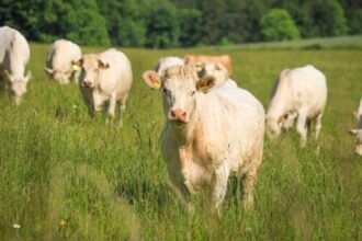 dsvsa olt masuri obligatorii pentru protejarea animalelor in perioadele caniculare 685f6a62265de