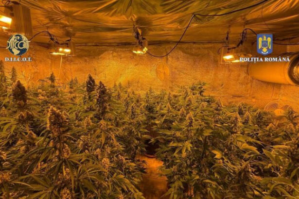 locuinta unui barbat din judetul valcea plina de plante de cannabis politistii au descoperit ca unele se apropiau de 150m inaltime 684b1af86579c