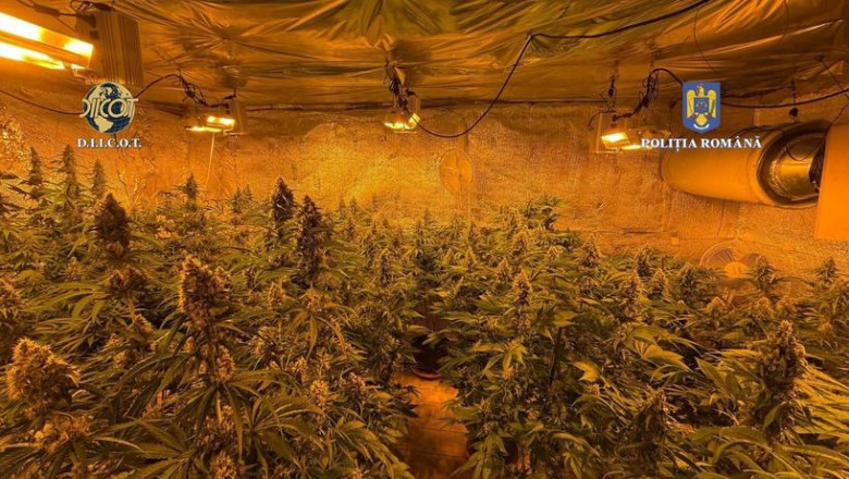 locuinta unui barbat din judetul valcea plina de plante de cannabis politistii au descoperit ca unele se apropiau de 150m inaltime 684b1af86579c
