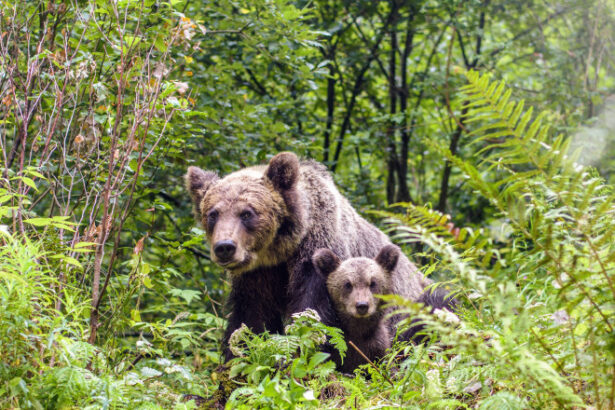 o ursoaica si doi pui au fost vazuti pe o strada din busteni localnicii avertizati prin ro alert 683d3d632d774
