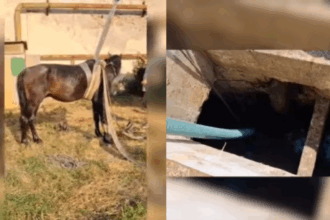 olt un cal a fost salvat de pompieri dupa ce animalul a cazut intr un canal adanc plin cu apa video 685933ec71e25