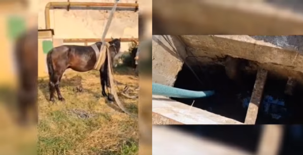 olt un cal a fost salvat de pompieri dupa ce animalul a cazut intr un canal adanc plin cu apa video 685933ec71e25