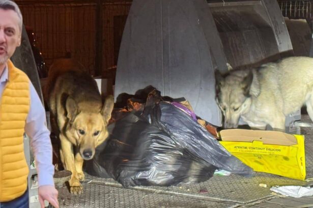 performanta marca mario de mezzo aproape 200 de slatineni au fost muscati de cainii maidanezi de la inceputul anului 68552f4f89532