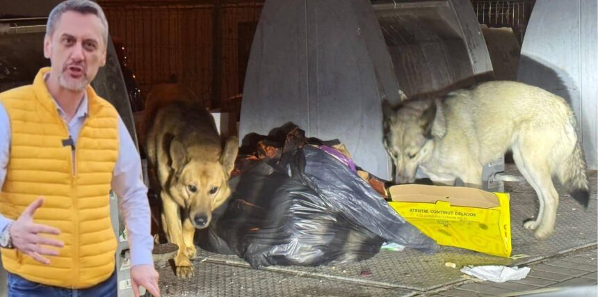 performanta marca mario de mezzo aproape 200 de slatineni au fost muscati de cainii maidanezi de la inceputul anului 68552f4f89532