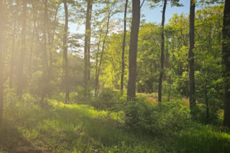 peste 150 de ong uri cer partidelor sa includa in programul de guvernare crearea centurilor verzi in jurul oraselor nu mai avem timp 683f10f6be0be