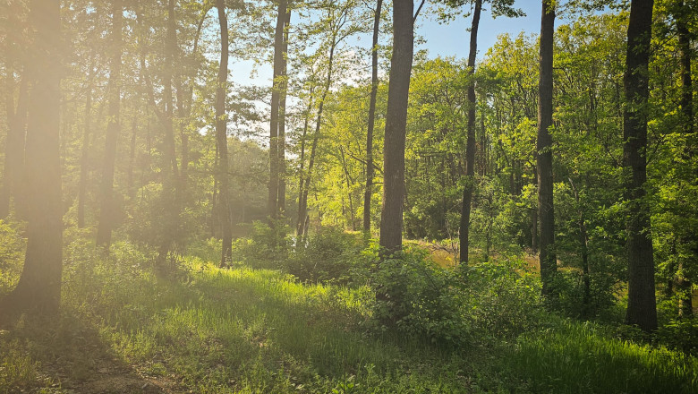 peste 150 de ong uri cer partidelor sa includa in programul de guvernare crearea centurilor verzi in jurul oraselor nu mai avem timp 683f10f6be0be