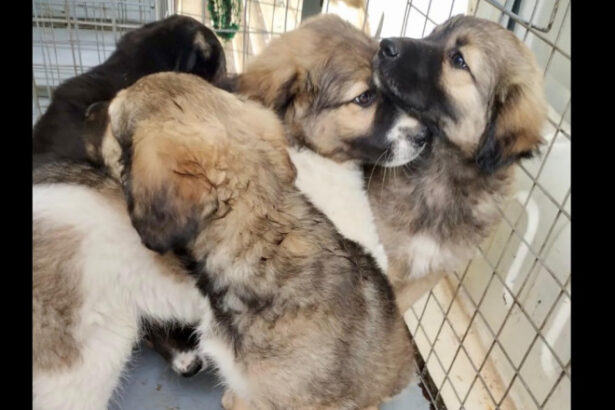 peste 250 de caini ridicati de pe domeniul public in luna mai aspa aminteste de programele gratuite de sterlizare 683ef3a9bba83