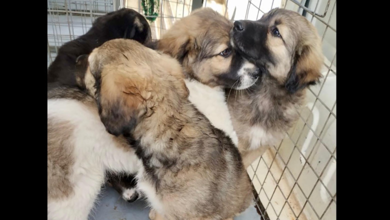 peste 250 de caini ridicati de pe domeniul public in luna mai aspa aminteste de programele gratuite de sterlizare 683ef3a9bba83