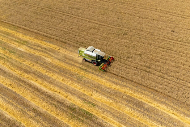 preturile mondiale la alimente au scazut in luna mai in urma ieftinirii cerealelor zaharului si uleiului 6842d6925c22b