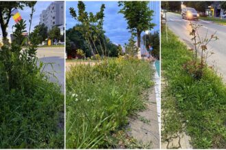 tarife mai mari buruieni mai multe slatina sub asediul vegetatiei foto 683d786bb68be