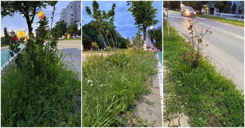 tarife mai mari buruieni mai multe slatina sub asediul vegetatiei foto 683d786bb68be