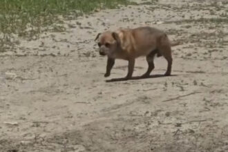 video amenda de 12 000 de lei pentru un barbat care a abandonat un caine in statiunea mamaia 6842d30eac92d