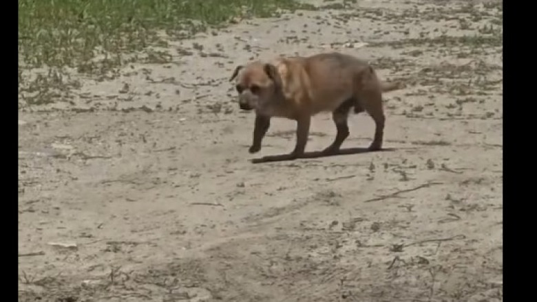 video amenda de 12 000 de lei pentru un barbat care a abandonat un caine in statiunea mamaia 6842d30eac92d