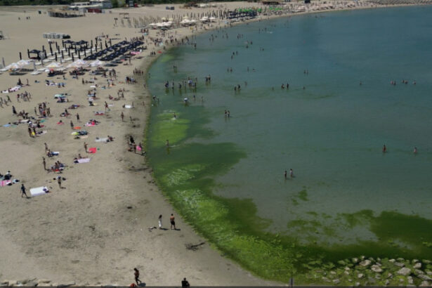 video covor de alge pe litoral la inceput de sezon cum explica specialistii fenomenul intalnit de regula spre finalul verii 6842686d12173