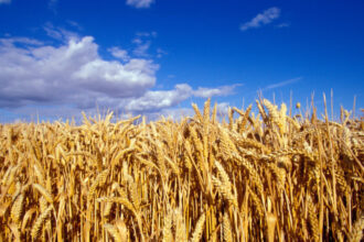 video romania va avea o productie record la cereale in 2025 fermierii sunt multumiti de prognoza culturile de grau ajutate de ploi 68452798607d5